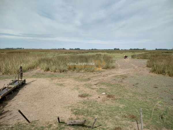 CAMPO EN VENTA EN CARLOS CASARES