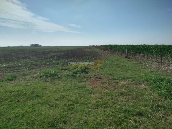 CAMPO EN VENTA EN CARLOS CASARES