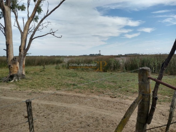 CAMPO EN VENTA EN CARLOS CASARES
