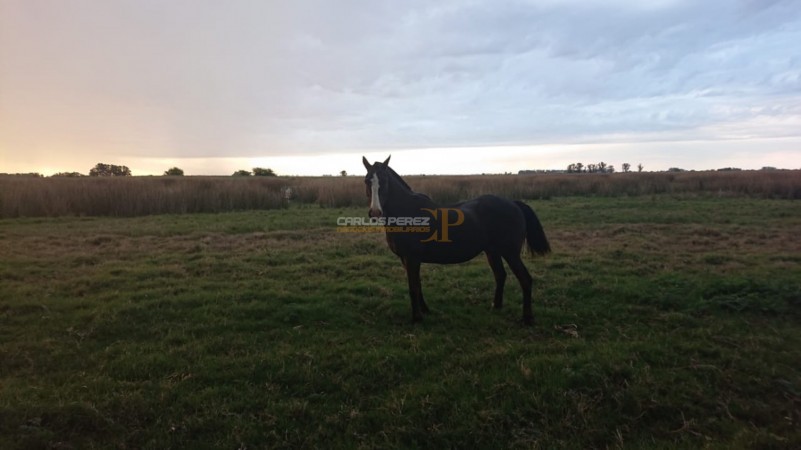 CAMPO EN VENTA EN CARLOS CASARES