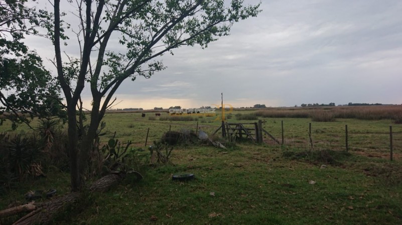 CAMPO EN VENTA EN CARLOS CASARES