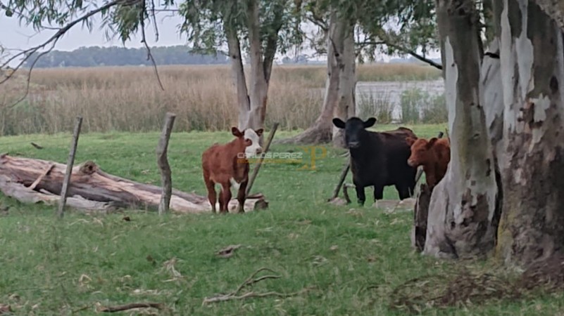 CAMPO EN VENTA EN CARLOS CASARES