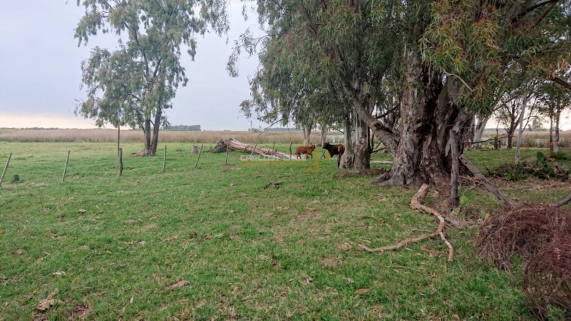 CAMPO EN VENTA EN CARLOS CASARES