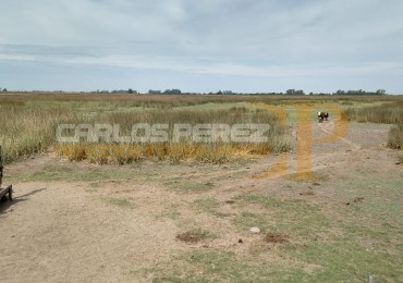 CAMPO EN VENTA EN CARLOS CASARES