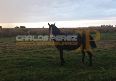 CAMPO EN VENTA EN CARLOS CASARES